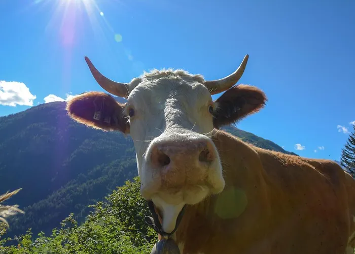 Fruehstueckspension Knappaschneider Ubytování v soukromí *